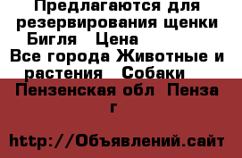 Предлагаются для резервирования щенки Бигля › Цена ­ 40 000 - Все города Животные и растения » Собаки   . Пензенская обл.,Пенза г.